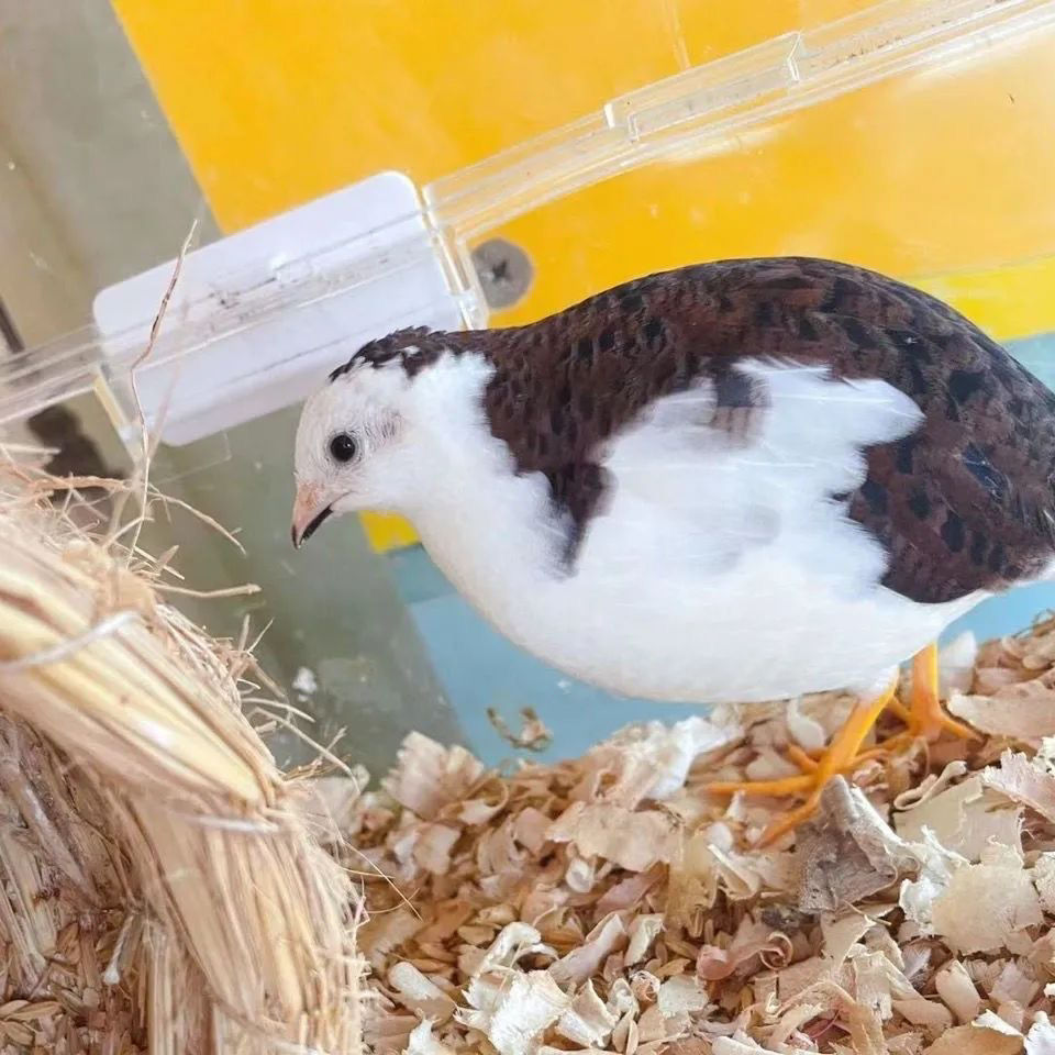 芦丁鸡活物宠物鸡观赏鸡下蛋萌宠鸡苗活体活苗蓝胸鹌鹑卢丁-阿里巴巴