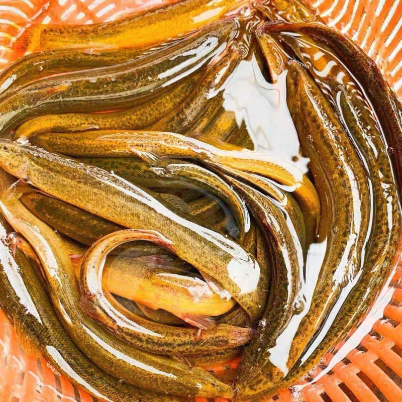 泥鳅野生活体鲜活可食用可观赏青鳅黄板鳅段淡水鱼土跨境