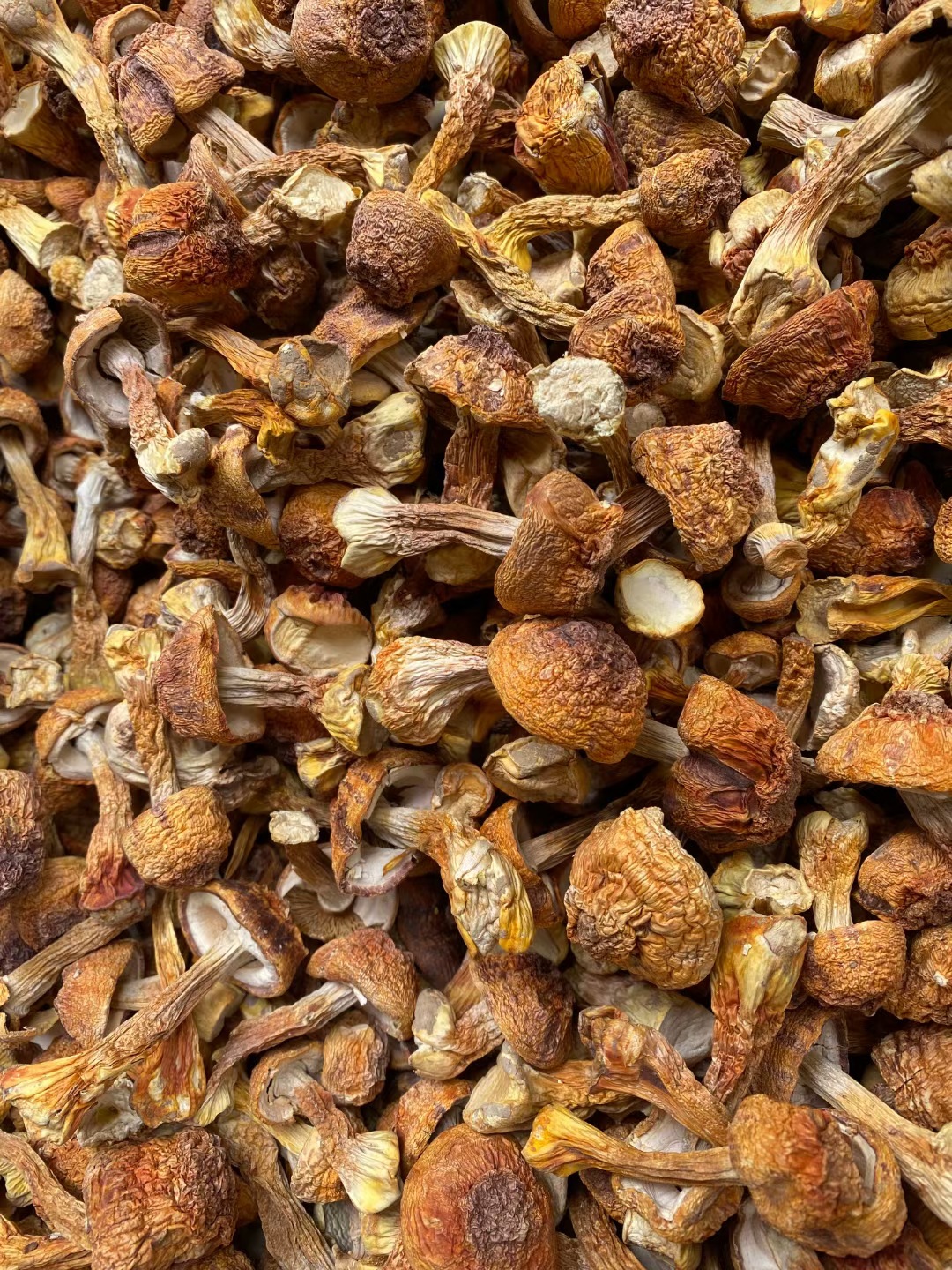 云南姬松茸干货批发500克散装松茸菌 新货巴西菇 食用菌酒店食材