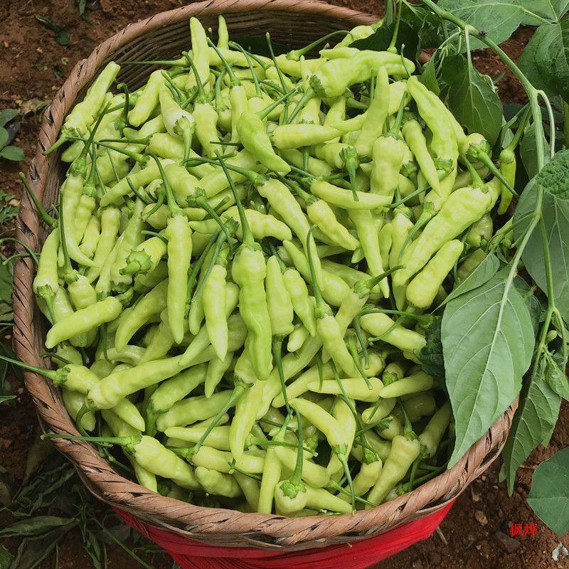 云南新鲜野山椒白米椒辣泡椒非红小米辣椒椒现摘整箱批发-阿里巴巴