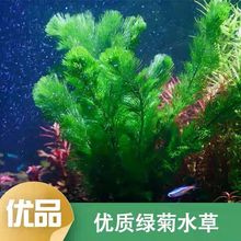 绿菊水鱼缸造景装饰新手级水好养耐活增氧淡水植物赖人