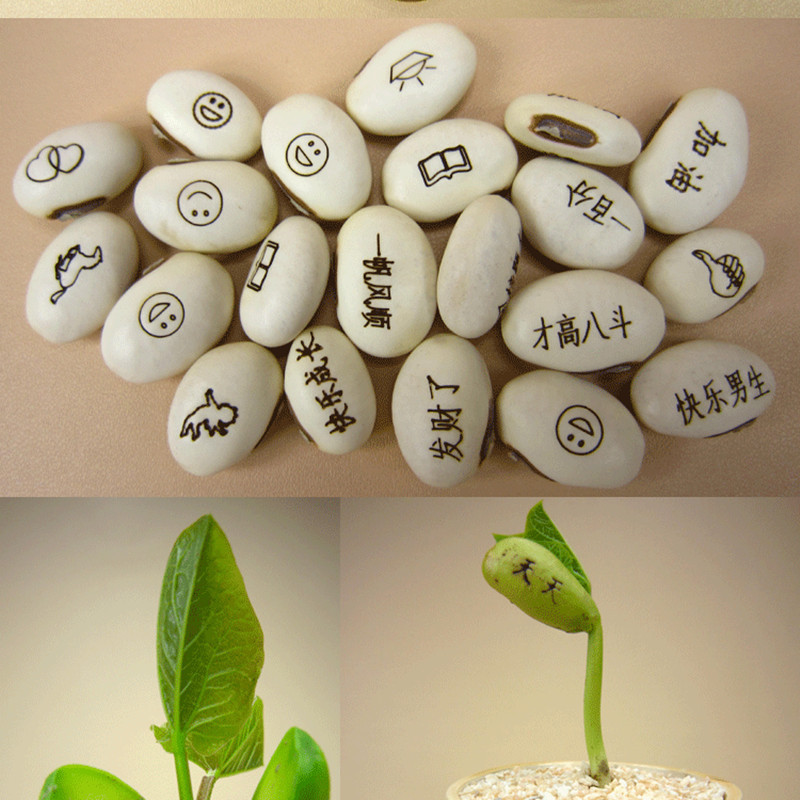 白魔豆创意魔豆 爱情魔豆 magic魔豆logo刀豆厂家批发