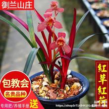 名贵兰花苗带红芽【红草红荷】矮种盆栽室内现代简约建兰兰花盆喜