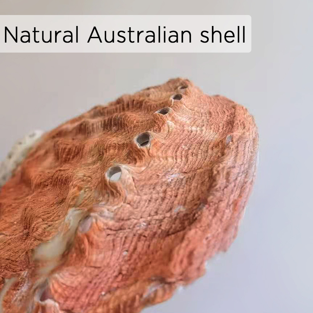 福海人家/澳洲红鲍 鲍鱼壳 海洋生物标本装饰品鲍鱼贝