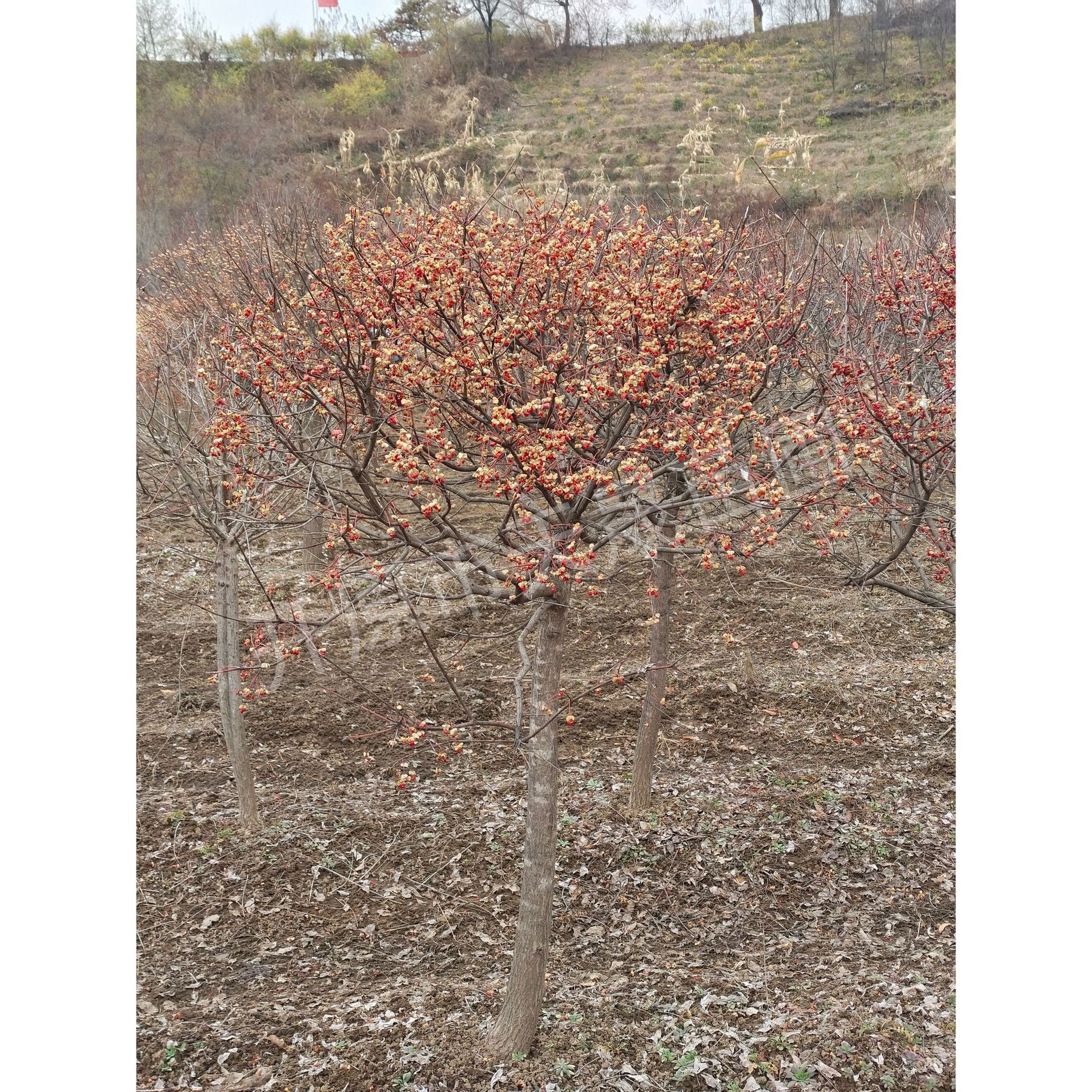 收藏产品现货分销权益登录查看是否享首单包邮或首单立减冠幅(cm)70