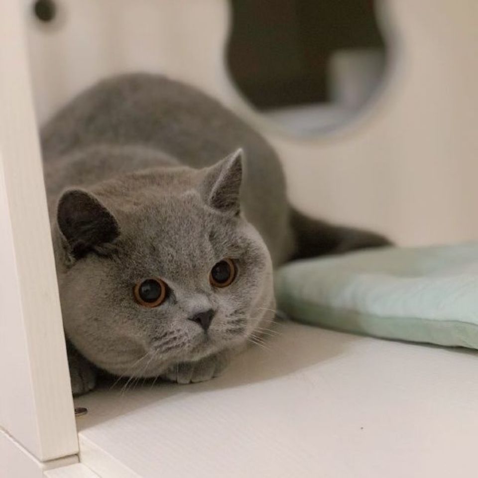 幼崽纯种蓝白猫幼猫英短猫折耳猫可爱英短毛猫活体小猫宠物猫咪