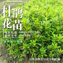 毛杜鹃小苗映山红树苗庭院绿化耐寒杜鹃花苗毛鹃紫鹃夏鹃好养活花