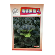 厂家黑佳青菜蔬菜种子水培蔬菜无土栽培耐高温成熟快青菜种子批