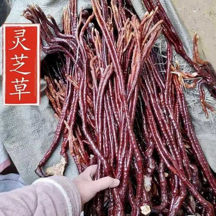 中药材干货灵芝长白山灵芝草 整枝灵芝草100g克鹿角灵芝 野生泡酒