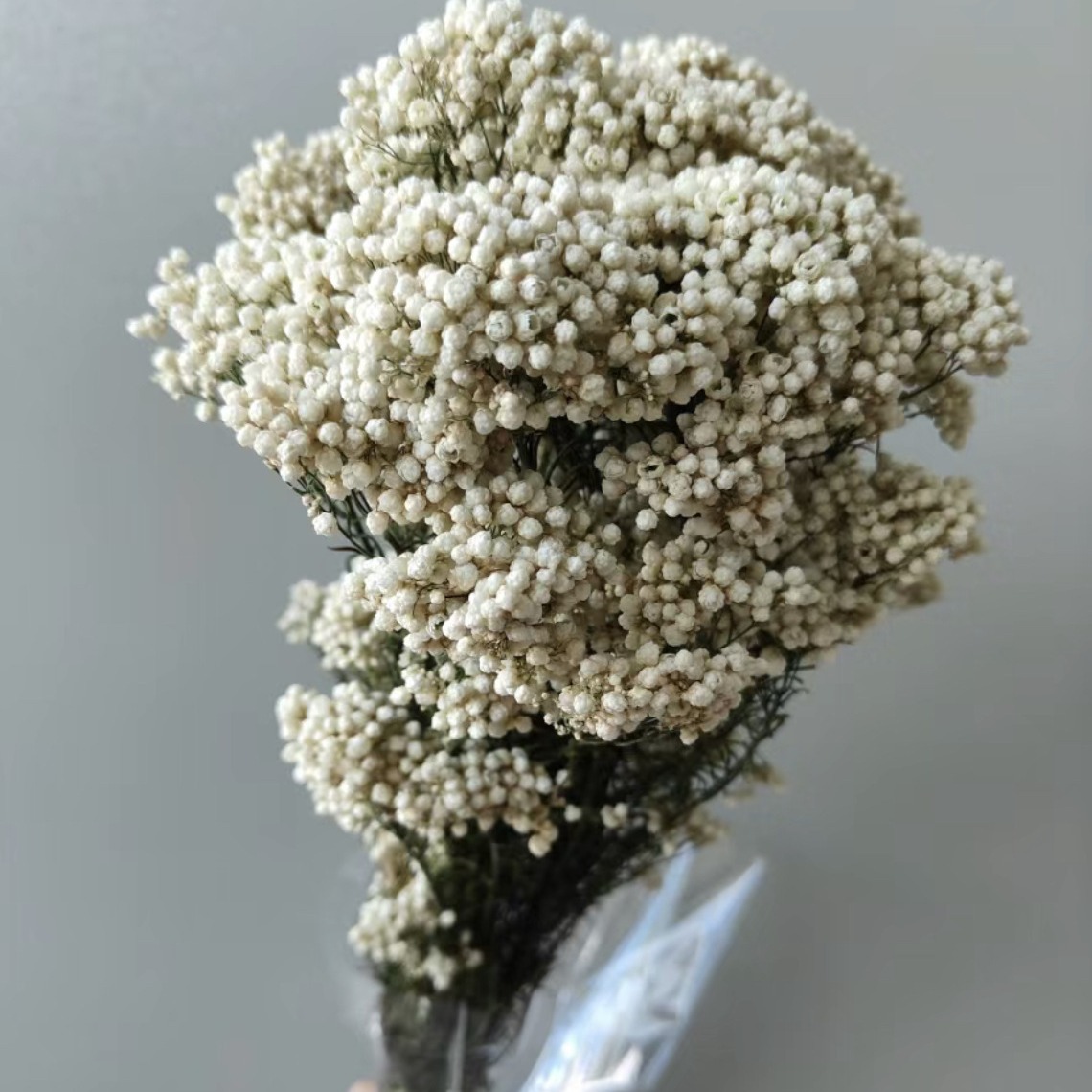 米花鲜切花云南昆明基地直批家庭养护配花插花干花婚庆花店批发