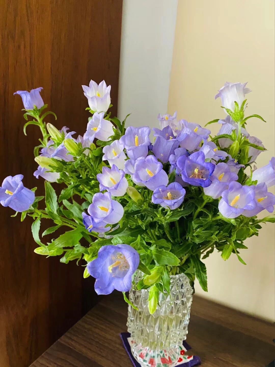 风铃花铃铛花风铃草新鲜切花水养云南昆明基地直发办公室内插花