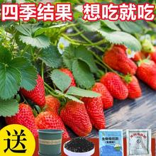 草莓种籽子奶油水果盆栽苗四季开花结果室内花卉植物盆栽阳台花种