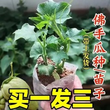 佛手瓜苗秧苗带芽高产龙须菜四季好养蔬菜苗种子庭院田园盆栽瓜苗