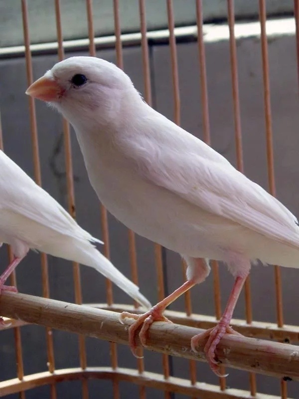 的亲自己承担, 2 宝贝是一只或者一对的价格的价格不明白的亲联系客服