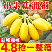 正宗广西小米蕉当季新鲜水果整箱装自然熟小香蕉现摘现发包邮芭蕉