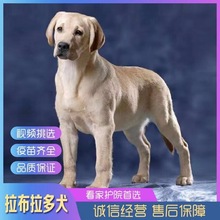 纯种拉布拉多幼犬活体双血统拉布拉多幼崽家养宠物犬狗狗神犬小七