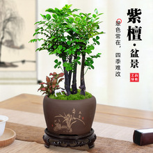 小叶紫檀盆景植物老桩盆栽办公室桌面室内花卉绿植好养活四季摆件