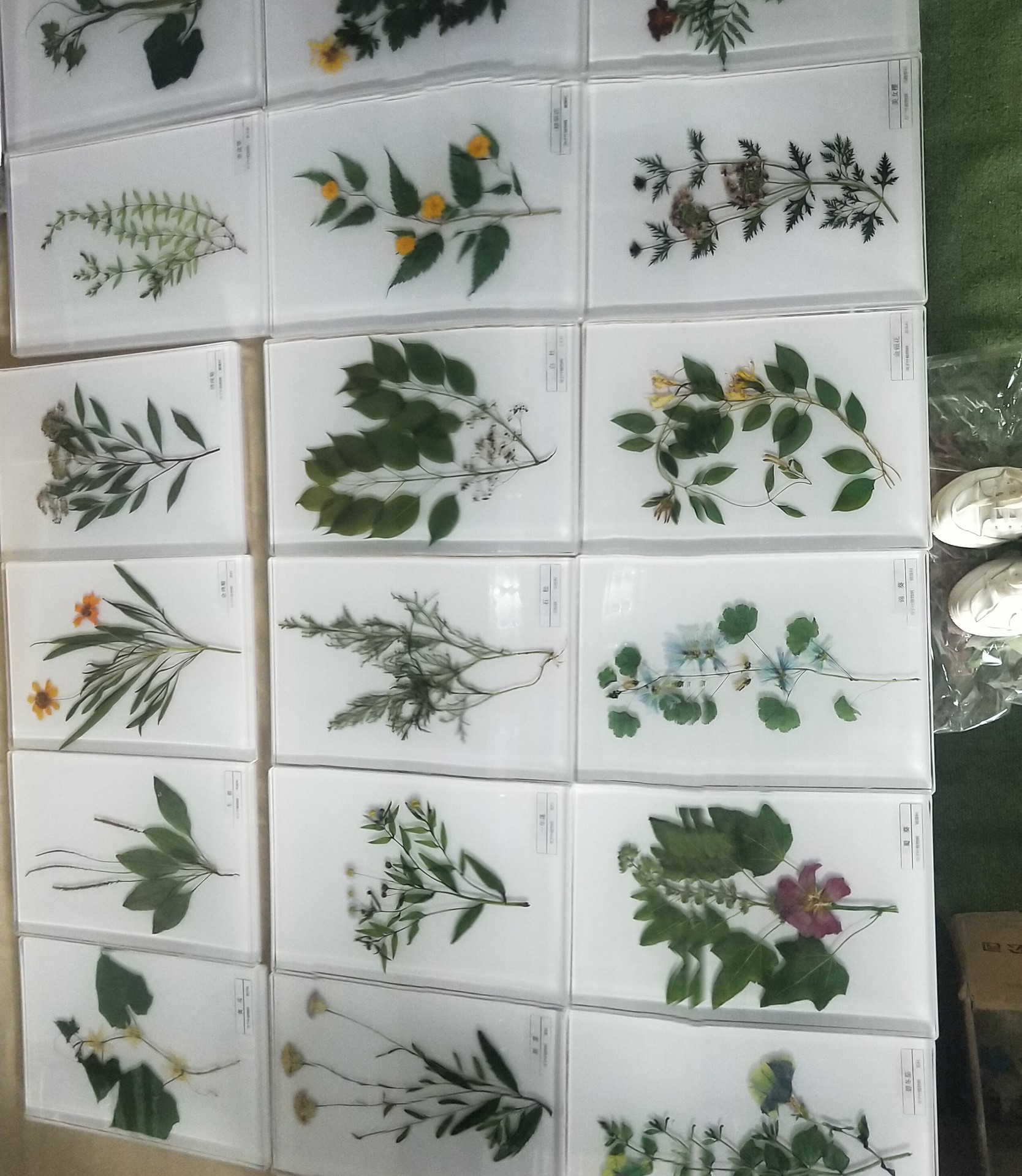 植物包埋标本,有机树脂包埋,科普展示