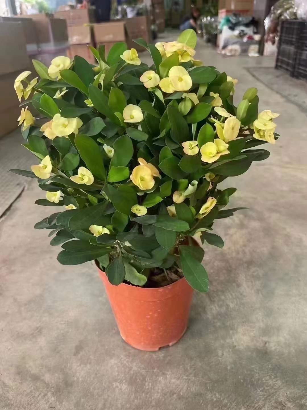 虎刺梅 黄色铁海棠 麒麟花绿植盆栽花卉阳台庭院四季开花植物鲜花