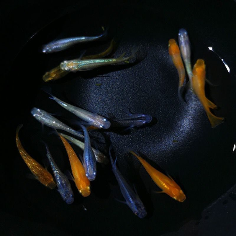 练手鱼 观背青鳉锦鳉medaka稻田鱼淡水冷水鱼观赏鱼迷你锦鲤