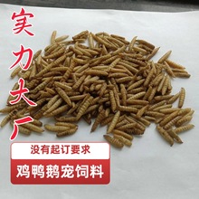 黑水虻微波干虫宠物饲料观赏鱼饲料鸟饲料鹦鹉饲料刺猬饲料