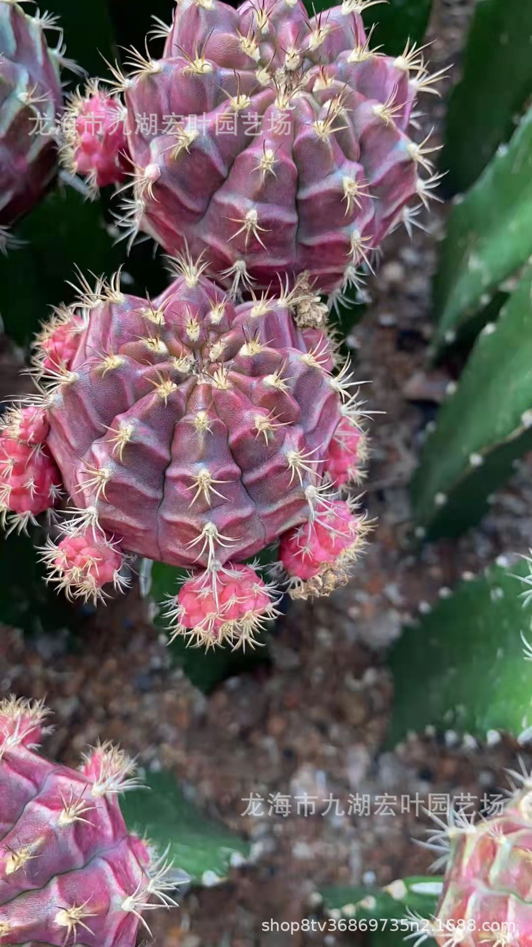 翡翠牡丹锦仙人球牡丹玉彩牡丹光辉牡丹多肉植物仙人掌沙生植物