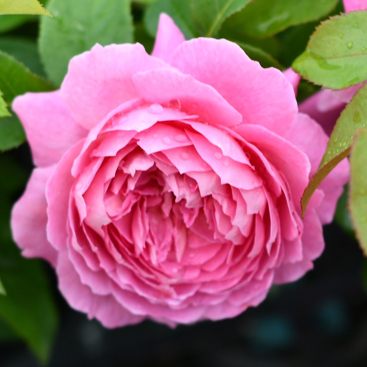 粉色灌木月季 花宫娜 香味大花四季绿植花卉可盆栽地栽扦插小苗