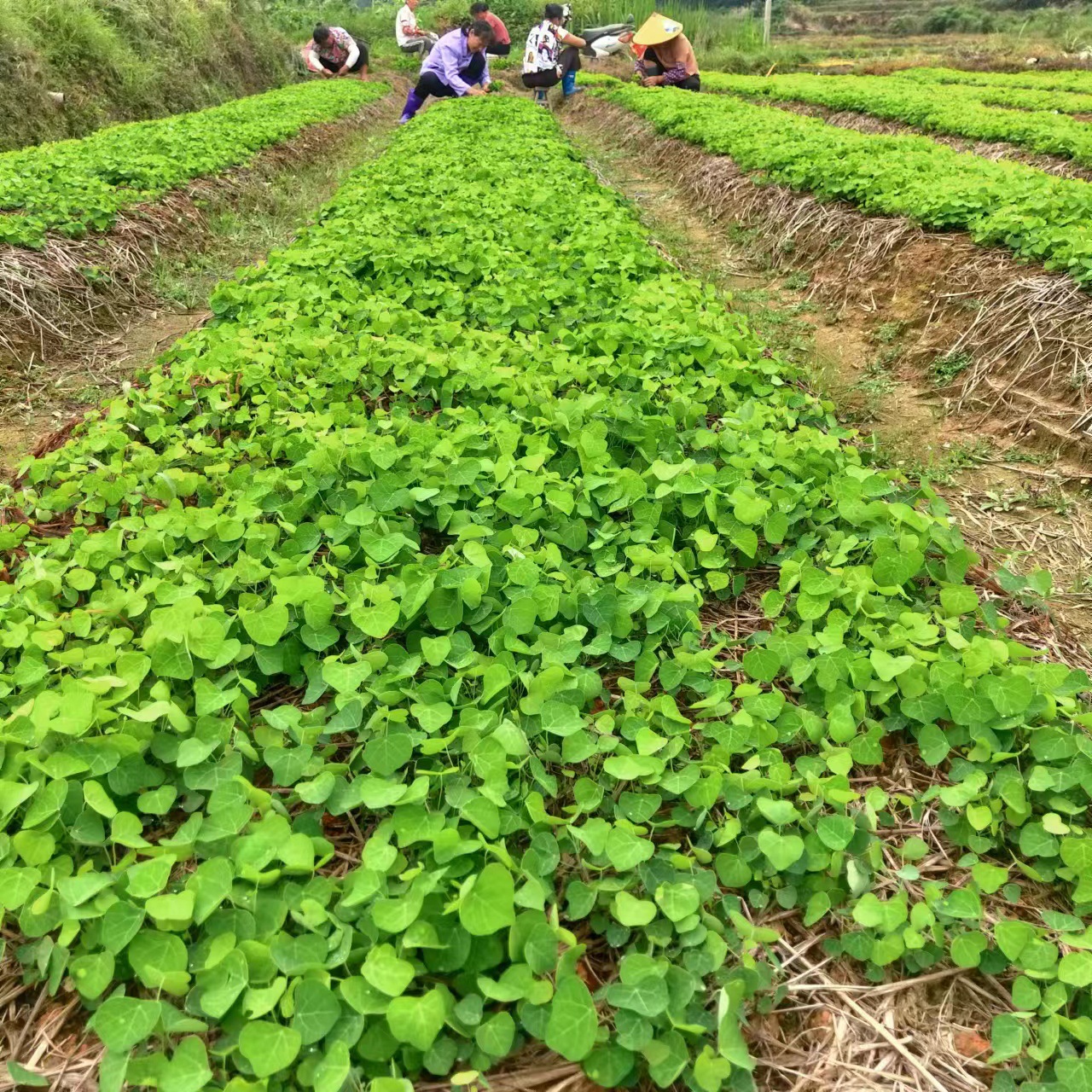 江西粉防己苗防己粉防己粉防己苗批发中药材种苗药材种苗中药种植