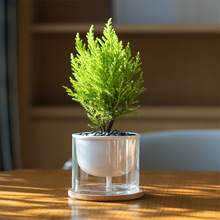 香松创意盆栽圣诞树耐阴绿植办公室内桌面摆件趣味淡香水培好养活