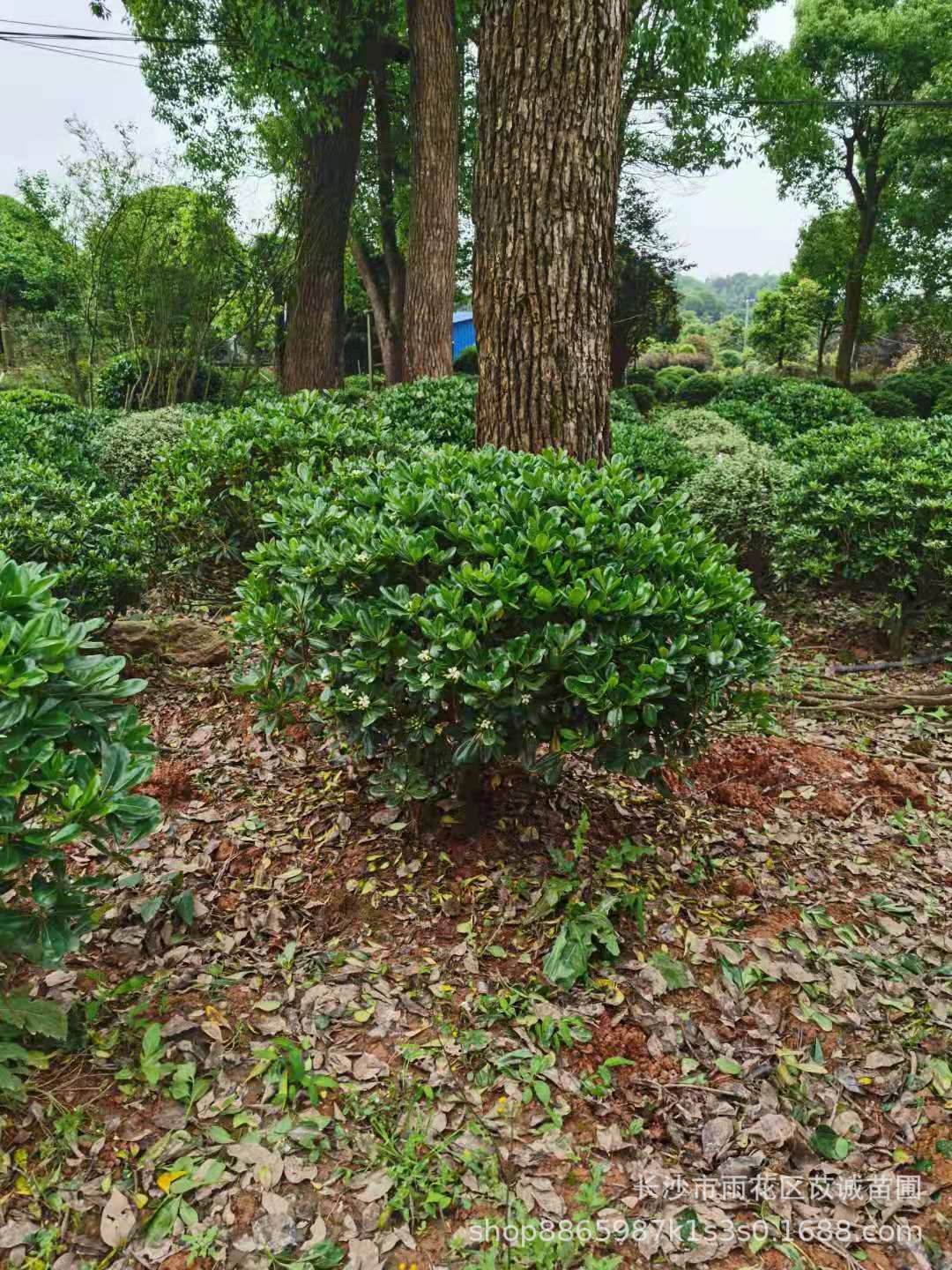 海桐球毛球批发苗圃直销常绿灌木庭院别墅小区住宅苗木绿植