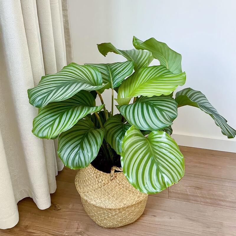 青苹果竹芋盆栽大叶型室内耐阴植物电视柜桌摆 ins北欧风网红绿植