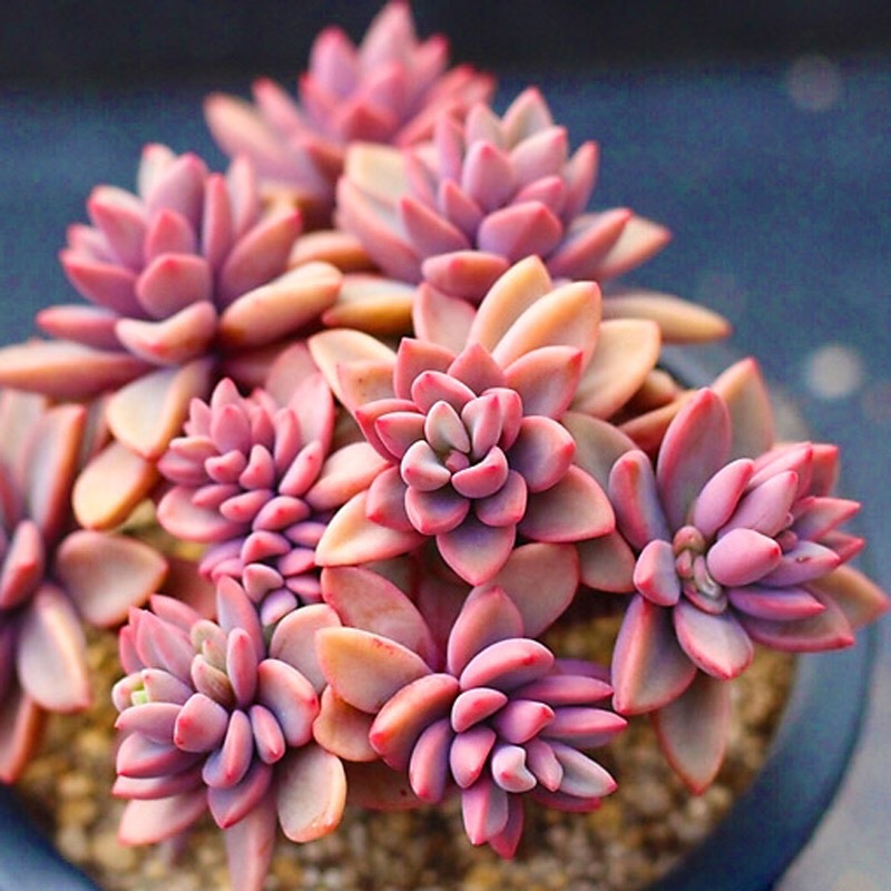 紫心多肉植物组合套餐盆栽老桩植物组合花卉绿植盆栽新手多肉