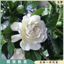 牡丹栀子花盆栽独杆大叶庭院带花苞绿植物浓香型四季好养带土花苗