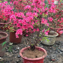 杜鹃花映山红微盆栽好养花卉客厅开花观花植物室内花盆景0映山红1