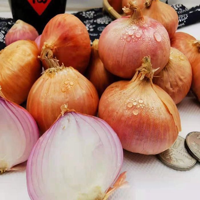 正宗东北特产毛葱新鲜 小毛葱鬼子葱红葱头农家毛葱种子1件都批发