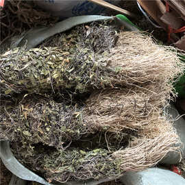 双飞蝴蝶中草药 三十六荡 老君须老虎须 三十六根中药材