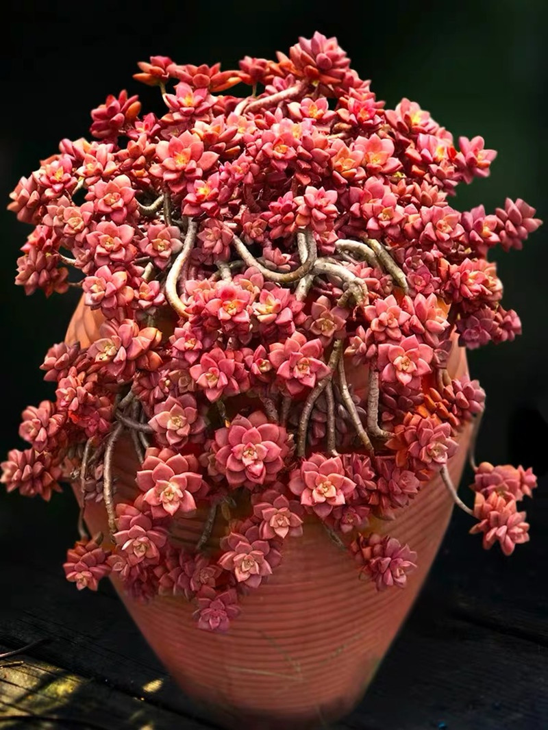 多肉植物老桩清仓超大桃蛋劳尔淡雪蒂亚精品好养巨型稀有组合盆栽