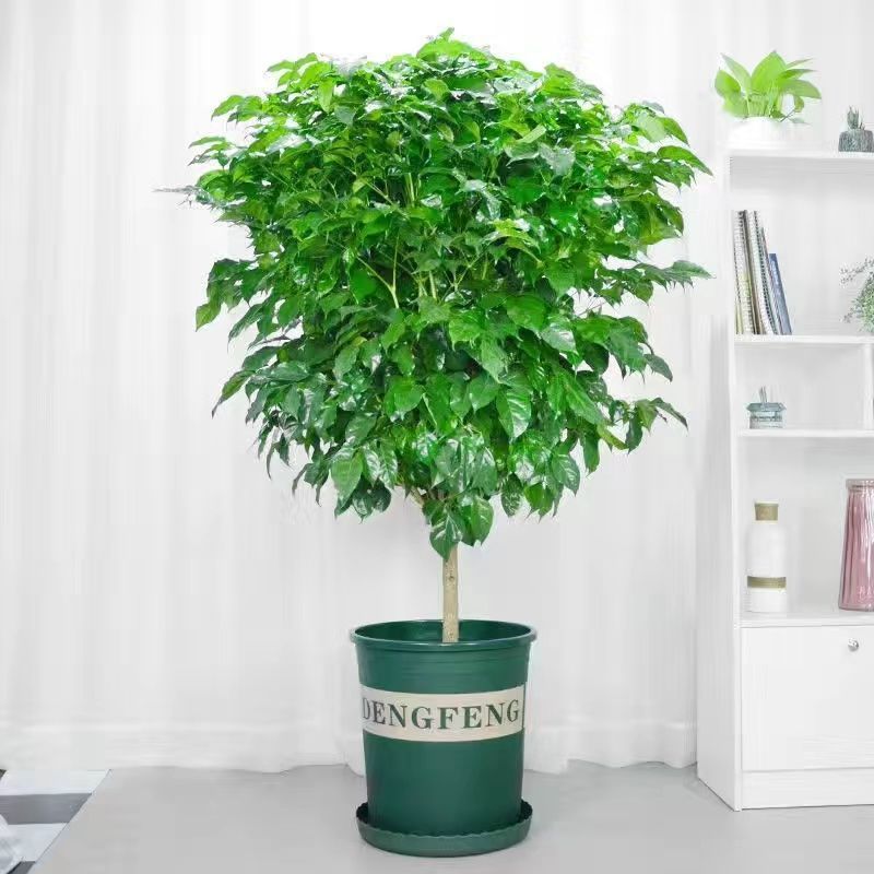 幸福树盆栽大棵特大号客厅平安树绿植绿宝植物四季常青开业乔迁