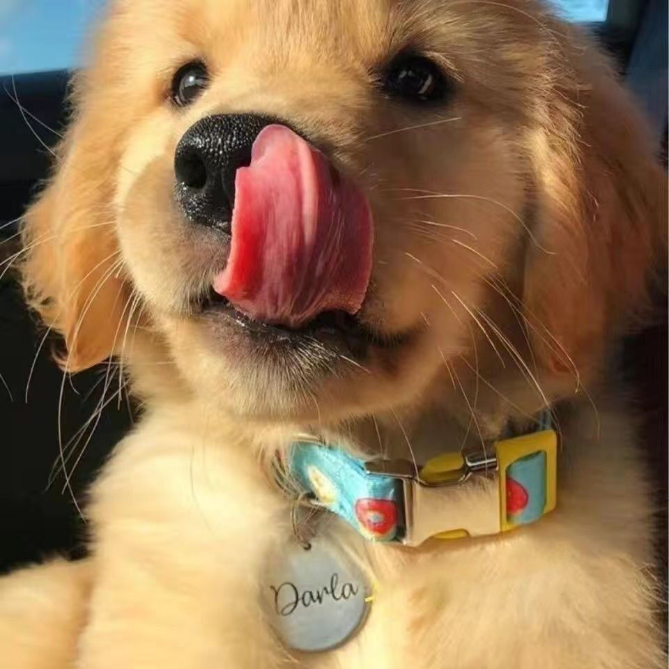 纯种金毛犬幼犬活体温顺听话乖巧长毛枫叶红沙滩金双血统宠物狗狗