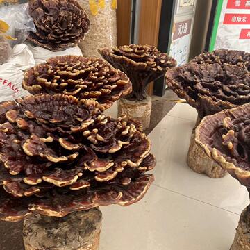 花灵芝 大灵芝 灵芝王 巨型灵芝 灵芝盆景可做观赏灵芝摆件花灵芝
