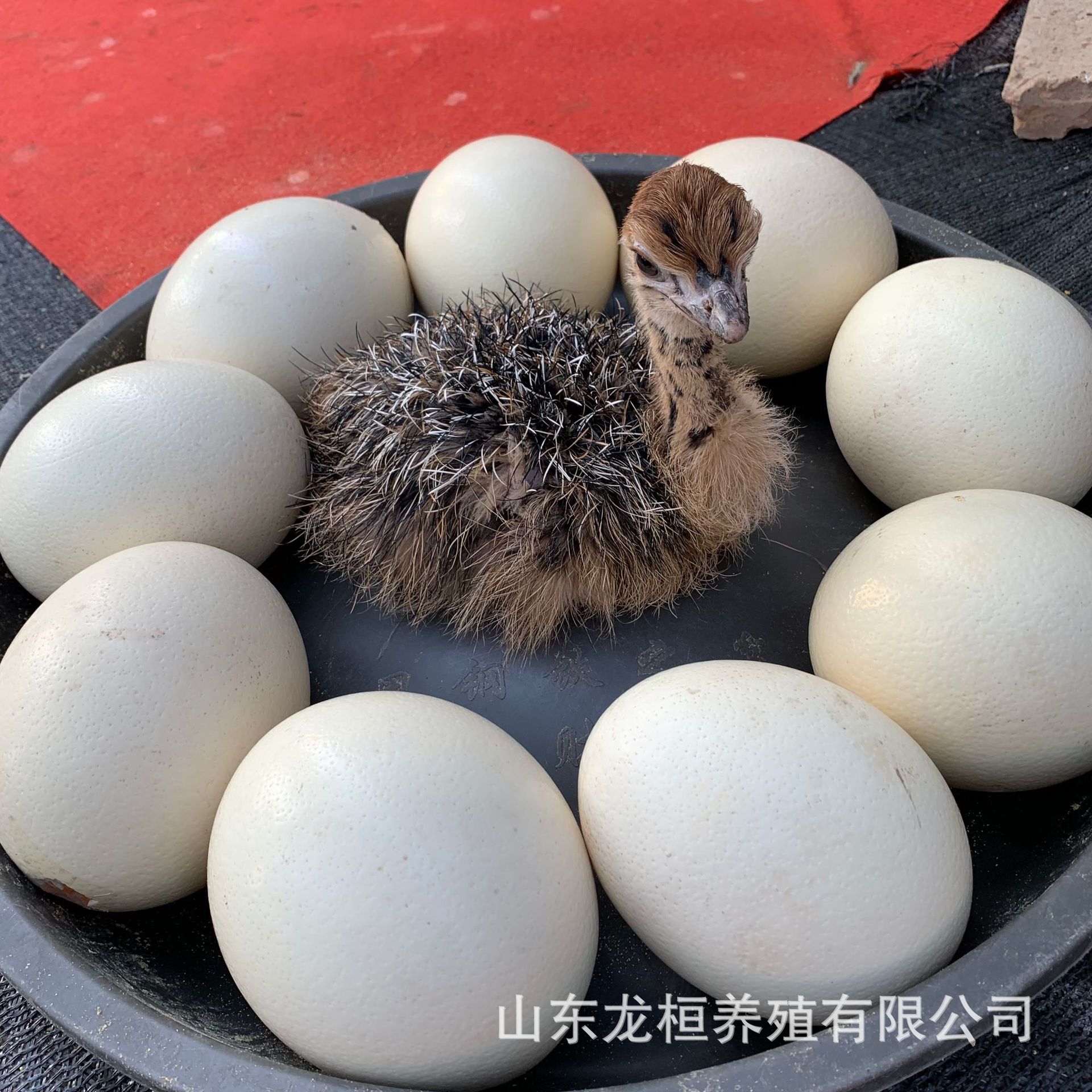 孵化鸵鸟蛋