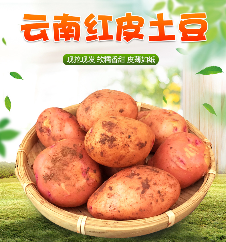 云南红皮土豆_01.jpg