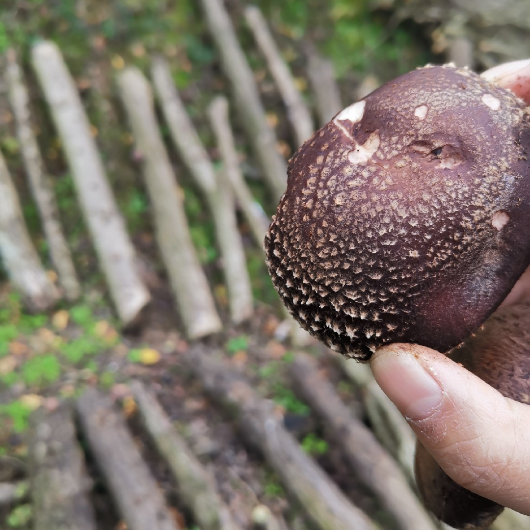 椴木香菇 干香菇批发 南北干货 冬菇 厚菇 金钱菇 小香菇 500克