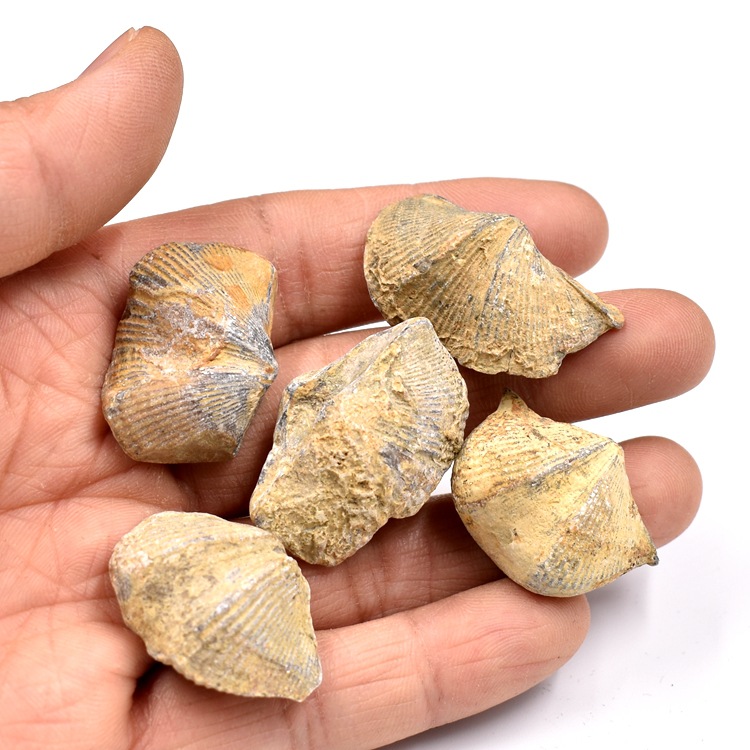 天然石燕贝化石腕足动物石贝壳弓石燕古生物化石科普教学标本