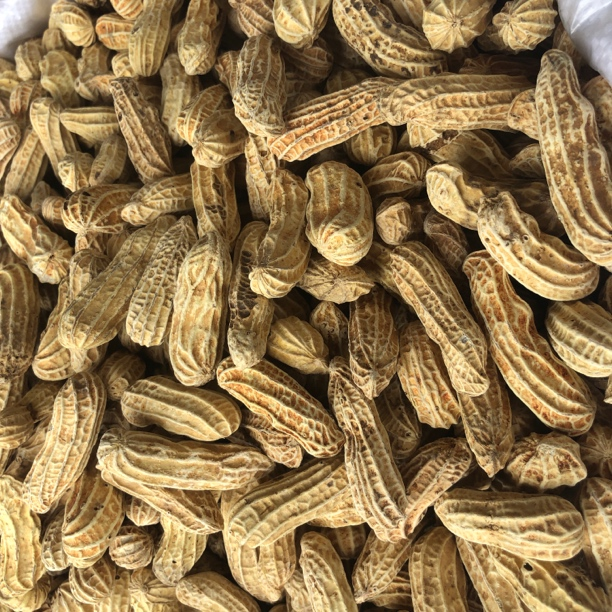 云南七彩花生新鲜水煮晒干熟咸干带壳五彩花生休闲零食坚果24新货