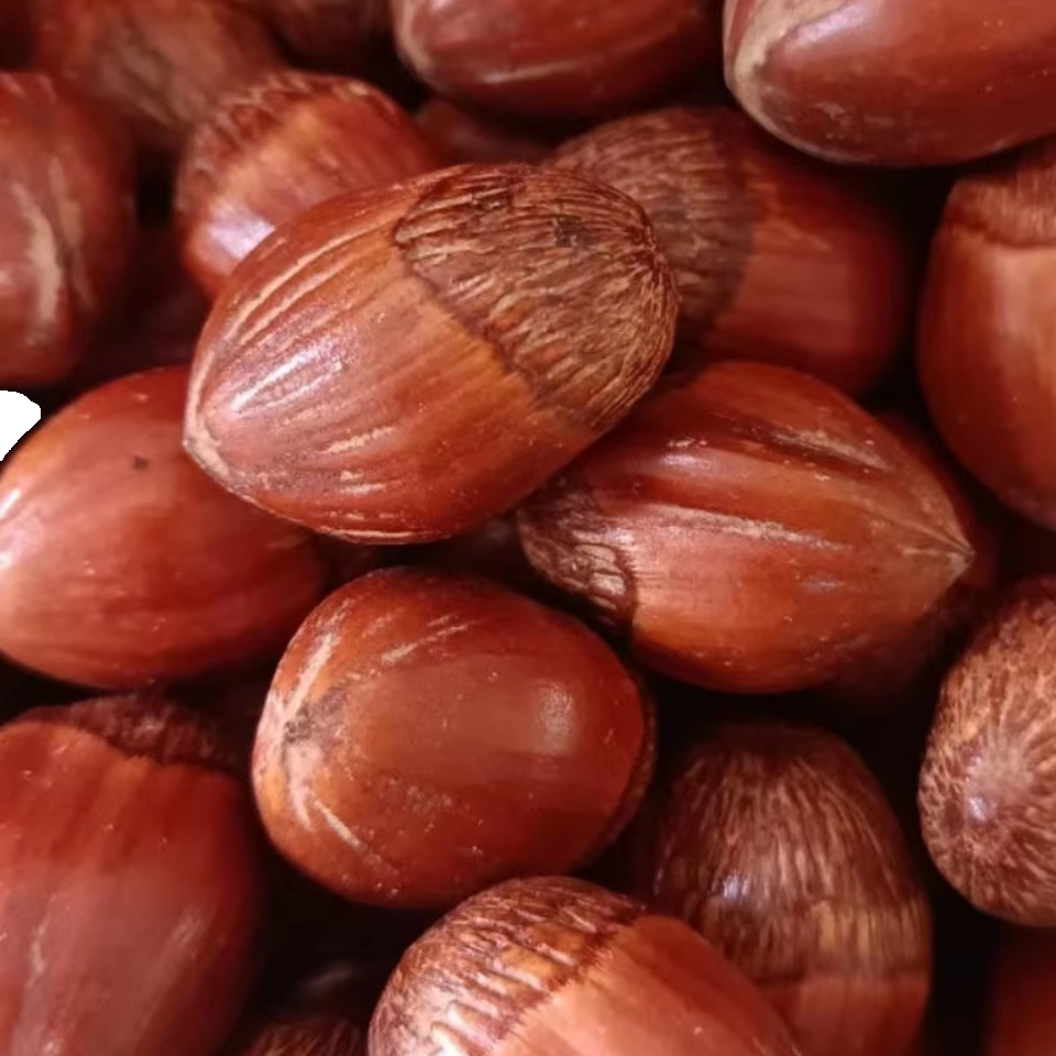 2023东北笨炒薄皮大尖榛子2斤辽宁本溪地产炒熟大果榛子炒货-阿里巴巴