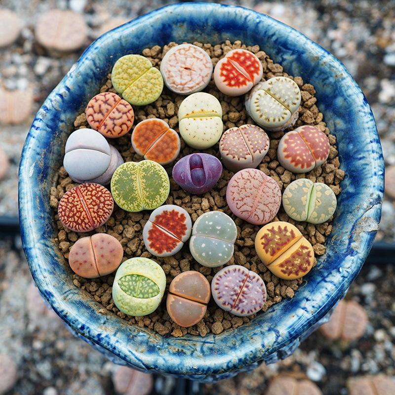 生石花pp屁股花毛汉尼风铃灯泡空卡佛o泡肉锥石生花可批发