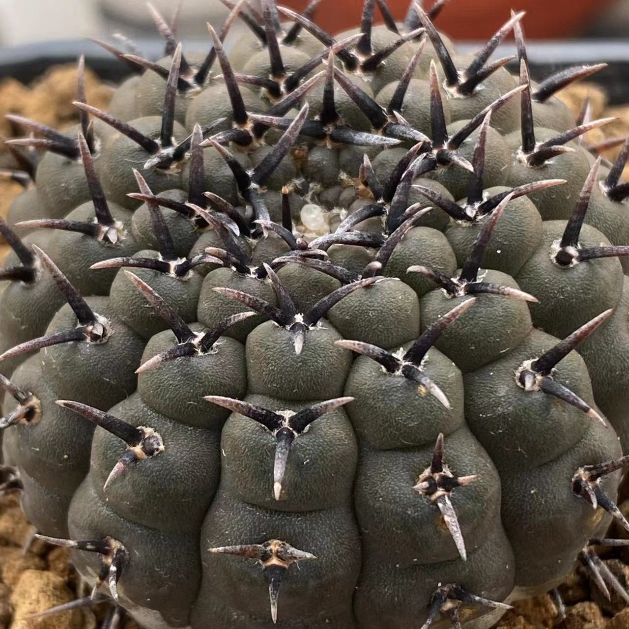 描春黑刺凤头强刺球属仙人球仙人掌科多肉植物盆栽