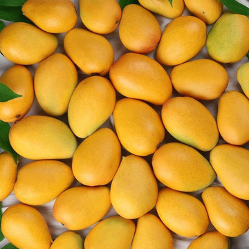 海南小台芒新鲜水果非凯特芒果金煌芒现摘当季小台芒10斤一件代发