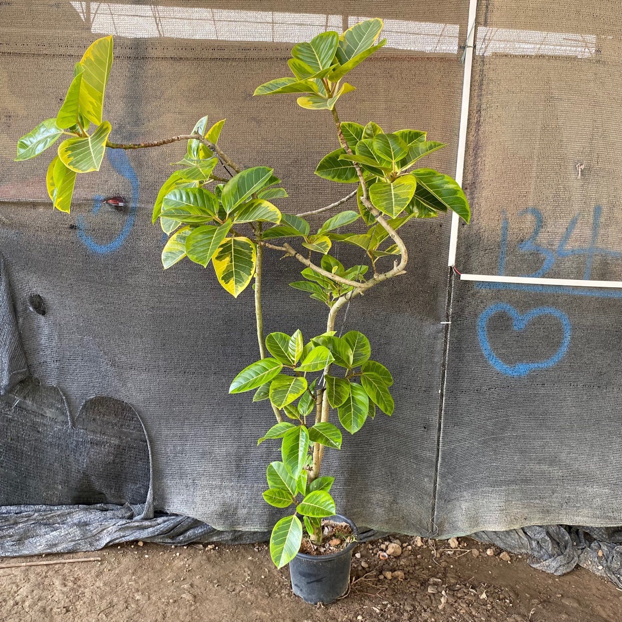 青叶橡皮树大型盆栽富贵榕黄金榕室内净化空气绿植办公室客厅植物